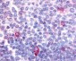 CNR2 / CB2 Antibody (N-Terminus)